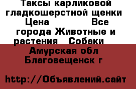 Таксы карликовой гладкошерстной щенки › Цена ­ 20 000 - Все города Животные и растения » Собаки   . Амурская обл.,Благовещенск г.